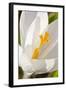 A White Crocus in a Garden in Portsmouth, New Hampshire-Jerry & Marcy Monkman-Framed Photographic Print