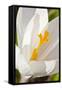 A White Crocus in a Garden in Portsmouth, New Hampshire-Jerry & Marcy Monkman-Framed Stretched Canvas