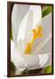 A White Crocus in a Garden in Portsmouth, New Hampshire-Jerry & Marcy Monkman-Framed Premium Photographic Print