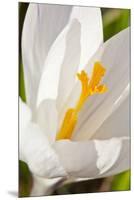 A White Crocus in a Garden in Portsmouth, New Hampshire-Jerry & Marcy Monkman-Mounted Premium Photographic Print