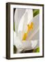 A White Crocus in a Garden in Portsmouth, New Hampshire-Jerry & Marcy Monkman-Framed Photographic Print