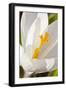 A White Crocus in a Garden in Portsmouth, New Hampshire-Jerry & Marcy Monkman-Framed Photographic Print