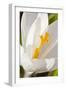 A White Crocus in a Garden in Portsmouth, New Hampshire-Jerry & Marcy Monkman-Framed Photographic Print