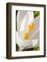 A White Crocus in a Garden in Portsmouth, New Hampshire-Jerry & Marcy Monkman-Framed Photographic Print