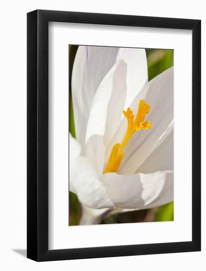 A White Crocus in a Garden in Portsmouth, New Hampshire-Jerry & Marcy Monkman-Framed Photographic Print