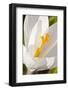 A White Crocus in a Garden in Portsmouth, New Hampshire-Jerry & Marcy Monkman-Framed Photographic Print