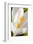 A White Crocus in a Garden in Portsmouth, New Hampshire-Jerry & Marcy Monkman-Framed Photographic Print