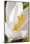 A White Crocus in a Garden in Portsmouth, New Hampshire-Jerry & Marcy Monkman-Mounted Photographic Print