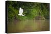 A White Egret Takes Flight in Sukau - Borneo, Malaysia-Dan Holz-Stretched Canvas