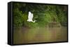 A White Egret Takes Flight in Sukau - Borneo, Malaysia-Dan Holz-Framed Stretched Canvas