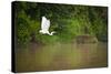 A White Egret Takes Flight in Sukau - Borneo, Malaysia-Dan Holz-Stretched Canvas