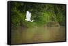A White Egret Takes Flight in Sukau - Borneo, Malaysia-Dan Holz-Framed Stretched Canvas