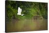 A White Egret Takes Flight in Sukau - Borneo, Malaysia-Dan Holz-Stretched Canvas