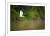 A White Egret Takes Flight in Sukau - Borneo, Malaysia-Dan Holz-Framed Photographic Print