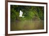 A White Egret Takes Flight in Sukau - Borneo, Malaysia-Dan Holz-Framed Photographic Print