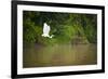 A White Egret Takes Flight in Sukau - Borneo, Malaysia-Dan Holz-Framed Photographic Print