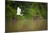 A White Egret Takes Flight in Sukau - Borneo, Malaysia-Dan Holz-Mounted Photographic Print