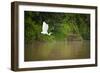 A White Egret Takes Flight in Sukau - Borneo, Malaysia-Dan Holz-Framed Photographic Print