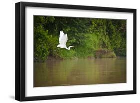 A White Egret Takes Flight in Sukau - Borneo, Malaysia-Dan Holz-Framed Photographic Print