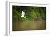 A White Egret Takes Flight in Sukau - Borneo, Malaysia-Dan Holz-Framed Photographic Print