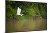 A White Egret Takes Flight in Sukau - Borneo, Malaysia-Dan Holz-Mounted Photographic Print