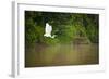 A White Egret Takes Flight in Sukau - Borneo, Malaysia-Dan Holz-Framed Photographic Print