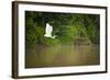 A White Egret Takes Flight in Sukau - Borneo, Malaysia-Dan Holz-Framed Photographic Print