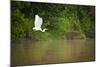 A White Egret Takes Flight in Sukau - Borneo, Malaysia-Dan Holz-Mounted Photographic Print