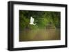 A White Egret Takes Flight in Sukau - Borneo, Malaysia-Dan Holz-Framed Photographic Print