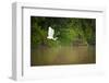 A White Egret Takes Flight in Sukau - Borneo, Malaysia-Dan Holz-Framed Photographic Print