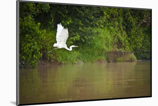 A White Egret Takes Flight in Sukau - Borneo, Malaysia-Dan Holz-Mounted Photographic Print