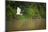 A White Egret Takes Flight in Sukau - Borneo, Malaysia-Dan Holz-Mounted Photographic Print