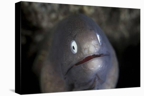 A White-Eyed Moray Eel Looks Out from a Reef Crevice-Stocktrek Images-Stretched Canvas