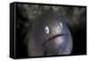 A White-Eyed Moray Eel Looks Out from a Reef Crevice-Stocktrek Images-Framed Stretched Canvas