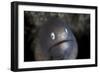 A White-Eyed Moray Eel Looks Out from a Reef Crevice-Stocktrek Images-Framed Photographic Print