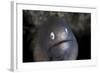 A White-Eyed Moray Eel Looks Out from a Reef Crevice-Stocktrek Images-Framed Photographic Print