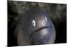 A White-Eyed Moray Eel Looks Out from a Reef Crevice-Stocktrek Images-Mounted Photographic Print