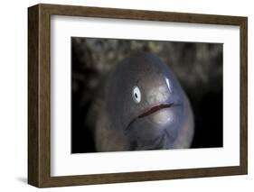 A White-Eyed Moray Eel Looks Out from a Reef Crevice-Stocktrek Images-Framed Photographic Print