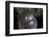 A White-Eyed Moray Eel Looks Out from a Reef Crevice-Stocktrek Images-Framed Photographic Print