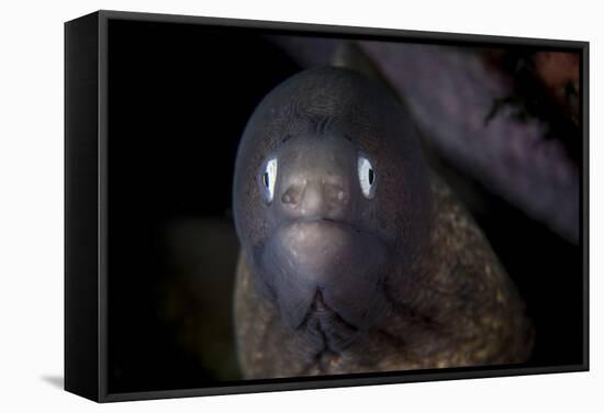 A White-Eyed Moray Eel Searches for Prey on a Reef-Stocktrek Images-Framed Stretched Canvas