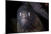 A White-Eyed Moray Eel Searches for Prey on a Reef-Stocktrek Images-Mounted Photographic Print