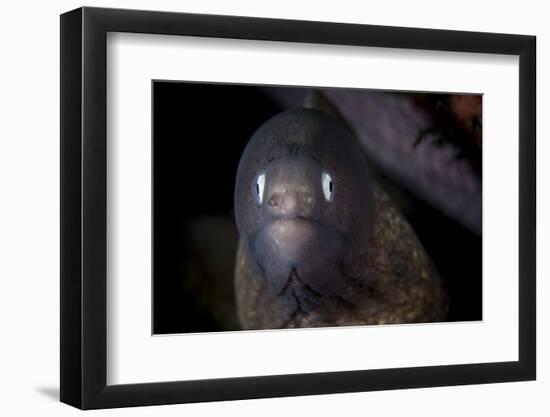 A White-Eyed Moray Eel Searches for Prey on a Reef-Stocktrek Images-Framed Photographic Print