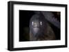 A White-Eyed Moray Eel Searches for Prey on a Reef-Stocktrek Images-Framed Photographic Print