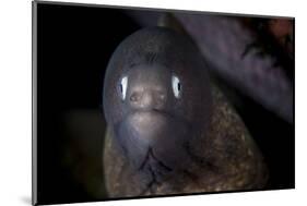 A White-Eyed Moray Eel Searches for Prey on a Reef-Stocktrek Images-Mounted Photographic Print