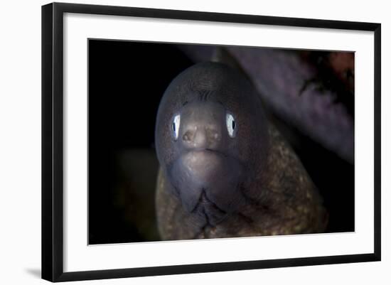 A White-Eyed Moray Eel Searches for Prey on a Reef-Stocktrek Images-Framed Photographic Print