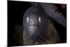 A White-Eyed Moray Eel Searches for Prey on a Reef-Stocktrek Images-Mounted Photographic Print