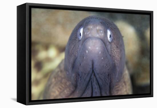 A White-Eyed Moray Eel-Stocktrek Images-Framed Stretched Canvas