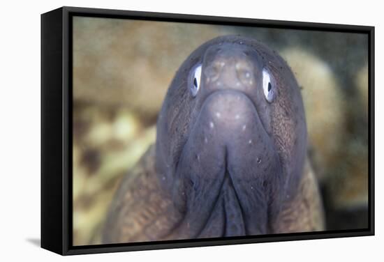 A White-Eyed Moray Eel-Stocktrek Images-Framed Stretched Canvas