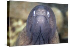 A White-Eyed Moray Eel-Stocktrek Images-Stretched Canvas