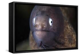 A White-Eyed Moray Eel-Stocktrek Images-Framed Stretched Canvas